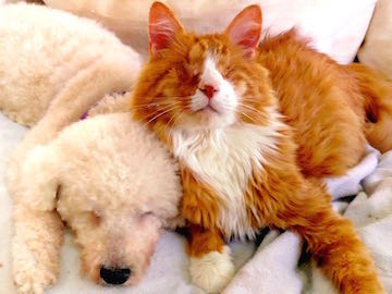 a blind orange cat leans happily against a white dog